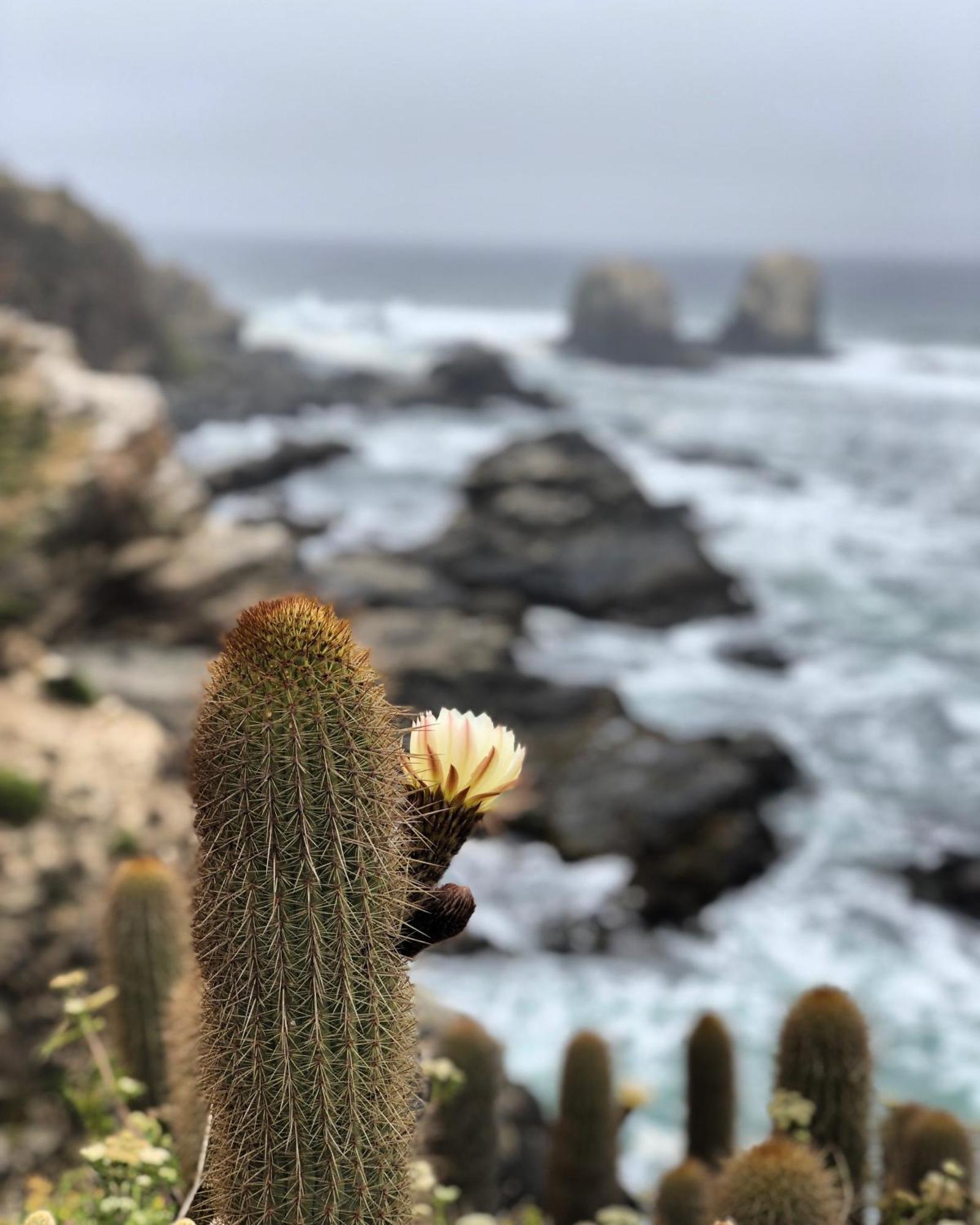 Punta De Lobos Surf & Relax Pichilemu